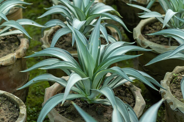Agave plants in large pots