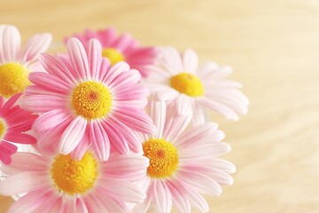 春イメージの可愛いピンクのマーガレット コピースペースのあるピンクの花の背景素材 母の日