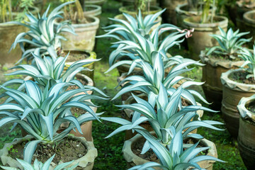 Agave plants potted in a large clay pots