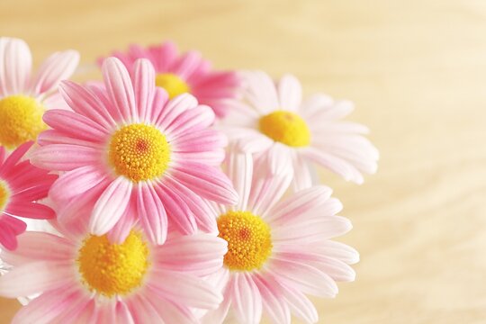 春イメージの可愛いピンクのマーガレット コピースペースのあるピンクの花の背景素材 母の日