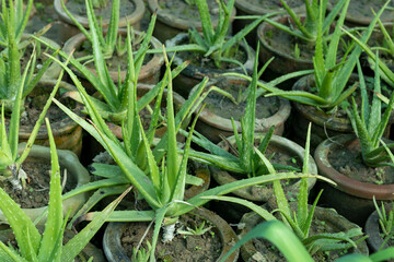 Aloe vera plants growing in clay pots