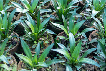 Agave plants growing in a plant nursery