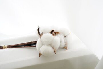 목화솜 cotton, cotton wool , 커텐