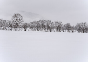 真っ白な雪原に並んだ葉のない木々。