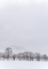 真っ白な雪原に並んだ葉のない木々。