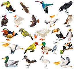 Different kinds of birds collection