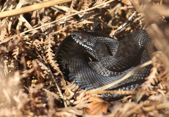 A rare Melanistic (black) Adder, Vipera berus, just out of hibernation basking in the morning sunshine.	