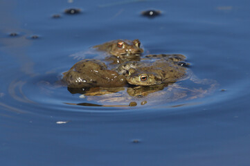 A large ball of mating Common Toads, Bufo bufo, in a pond in springtime.