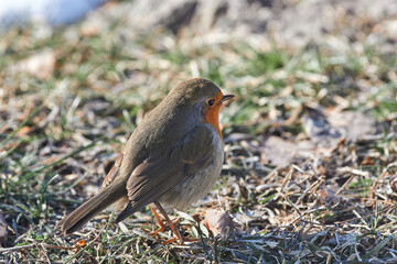 Fototapeta premium Erithacus rubecula sit on ground European robin, robin, robin redbreast sit on snow Volgograd region, Russia