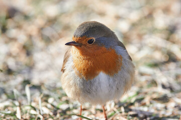 Erithacus rubecula sit on ground
European robin, robin, robin redbreast sit on snow Volgograd region, Russia