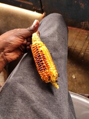 Maize