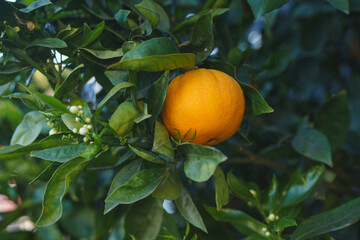 Blossom orange tree with fruits and flowers. Beautiful season, when trees have ripe fruits and flowers at the same time