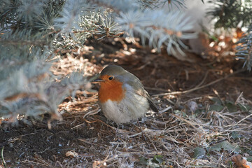 Erithacus rubecula sit on ground
European robin, robin, robin redbreast sit on snow Volgograd region, Russia