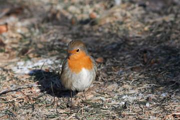 Erithacus rubecula sit on ground
European robin, robin, robin redbreast sit on snow Volgograd region, Russia