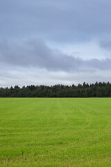 Vertical image of light green filed or lawn and meadow with deep green coniferous wood or forest on background, blue-grey sky with rare clouds above. Traveling and adventures, into the wild