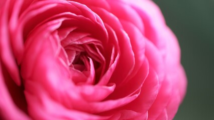 dark pink rose petal
