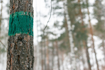 Fototapeta premium Green mark on a tree on a marked hiking trail