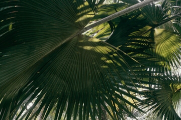 sunlight shining on big tropical palm leaf