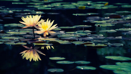 yellow lotus water lily blooming on water surface