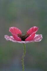 Pink poppy photographed in a summer park.