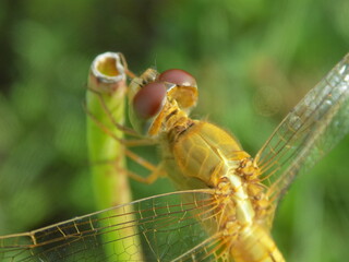 Closeup picture of dragonfly in the field