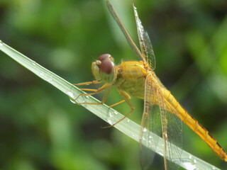 Closeup picture of dragonfly in the field