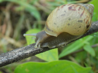 Photos of snails walk on the wood