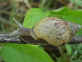 Photos of snails walk on the wood