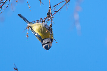 Cyanistes caeruleus sit on tree
Eurasian blue tit sit on branch Volgograd region, Russia.