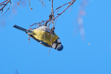 Cyanistes caeruleus sit on tree
Eurasian blue tit sit on branch Volgograd region, Russia.