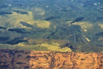 fish in the water | fishes in ocean