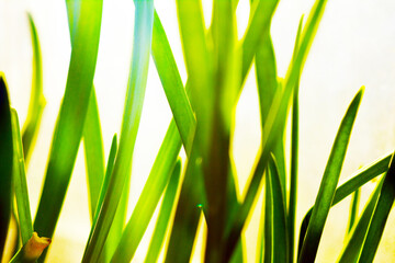 Obraz premium Photo wallpaper with green grass in an abstract style. Beautiful wild nature for the design of banners, posters,.Spring plants.