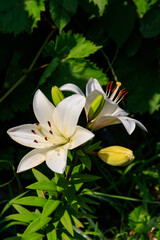 Oriental lily in flower bed in the garden