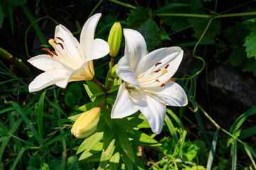 Oriental lily in flower bed in the garden