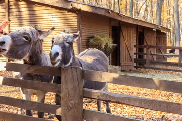Zelfklevend Fotobehang Donkeys in a paddock on farmyard © olyasolodenko