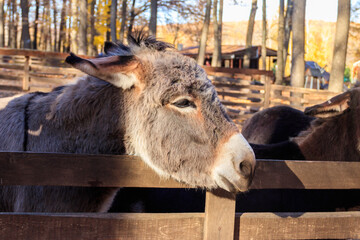 Donkey in a paddock on farmyard