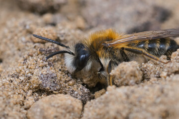 Closeup on a fresh emerged male white bellied mining bee, Andrena gravida, crawling on the ground