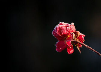 Frosty rose with black background