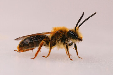 Closeup on a hairy male Orange tailed mining bee, Andrena haemorrhoa on a white background