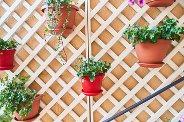 Multi-colored plant pots hanging on the wall