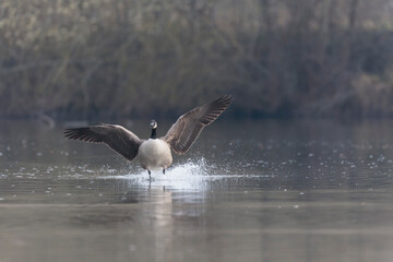 Canada goose landing or taking off on a pond in early morning