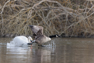 Canada goose landing or taking off on a pond in early morning