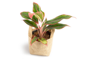 Siam Aurora or Aglaonema Red Lipstick, ornamental plant with beautiful red color on the edge of the leaf, in a little basket made of cloth, isolated on white background. Clipping path
