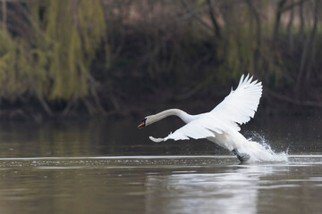 Mute Swan Cygnus olor taking off from a pond in the early morning