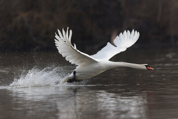 Mute Swan Cygnus olor taking off from a pond in the early morning