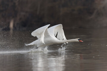 Mute Swan Cygnus olor taking off from a pond in the early morning © denis
