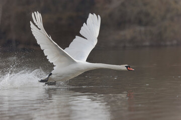 Mute Swan Cygnus olor taking off from a pond in the early morning