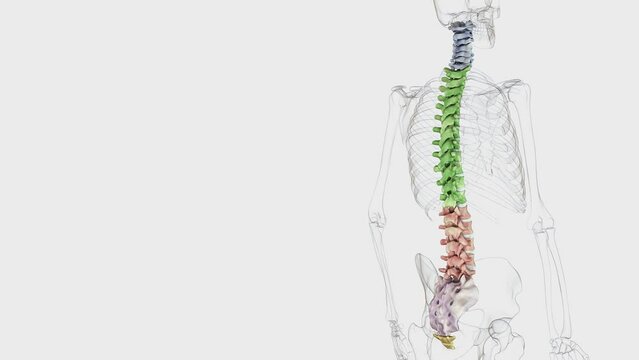 Columna vertebralis - loopable 3D rotation