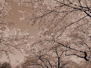 桜 cherry blossoms