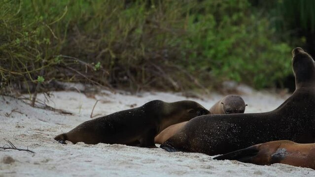 Sea Lion Pups Wander Into Ocean Beach In Galapagos - handheld shot